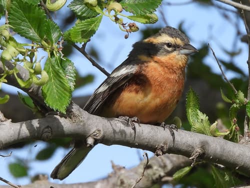 Cinnamon Warbling-Finch