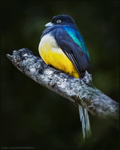 Citreoline Trogon