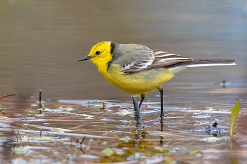 Citrine Wagtail