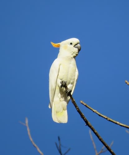 Citron-crested Cockatoo