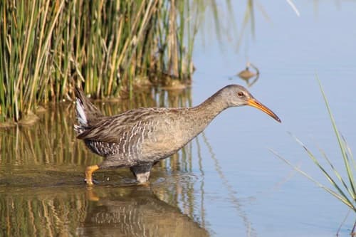 Clapper Rail