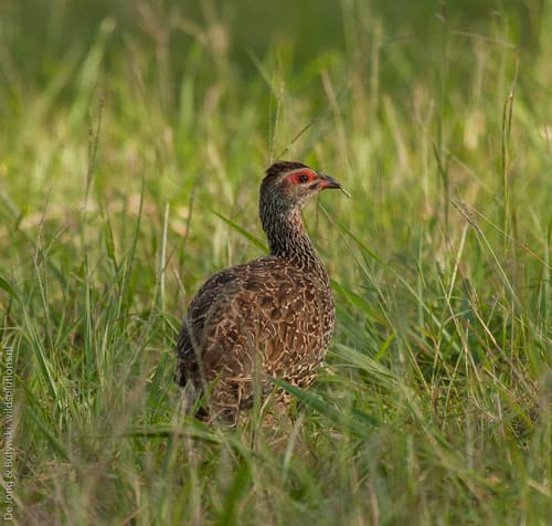 Clapperton's Spurfowl