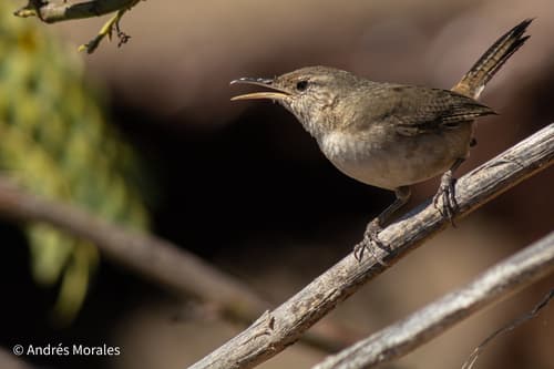 Clarión Wren
