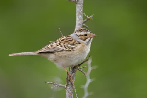 Clay-colored Sparrow