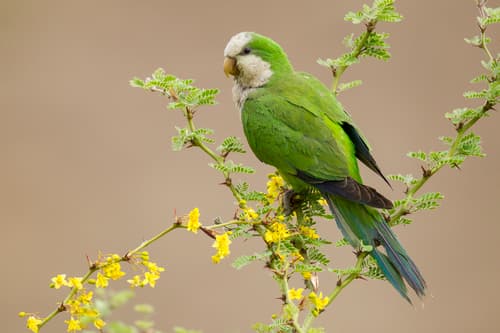 Cliff Parakeet