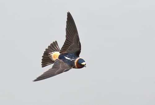 Cliff Swallow