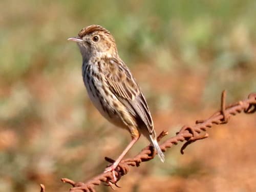 Cloud Cisticola