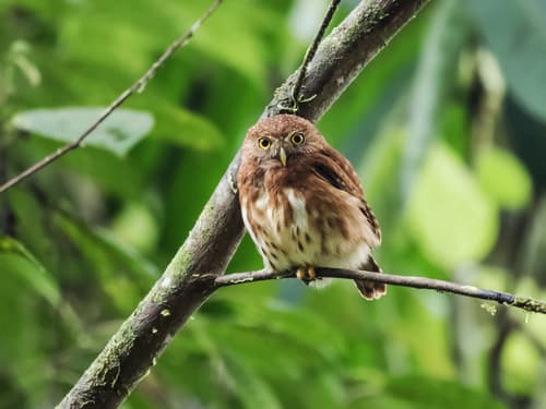 Cloud-forest Pygmy-Owl