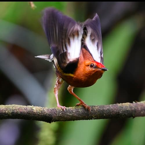 Club-winged Manakin