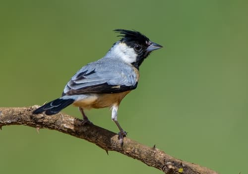 Coal-crested Finch