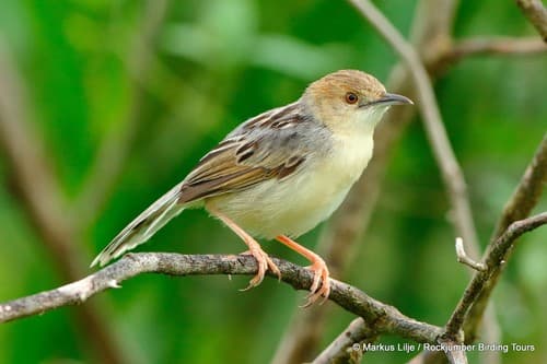 Coastal Cisticola