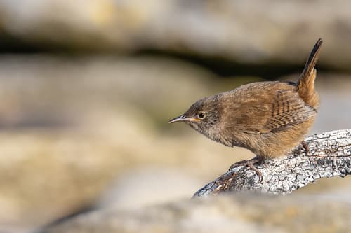 Cobb's Wren