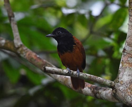 Cocha Antshrike