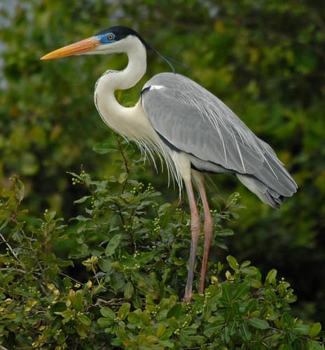 Cocoi Heron