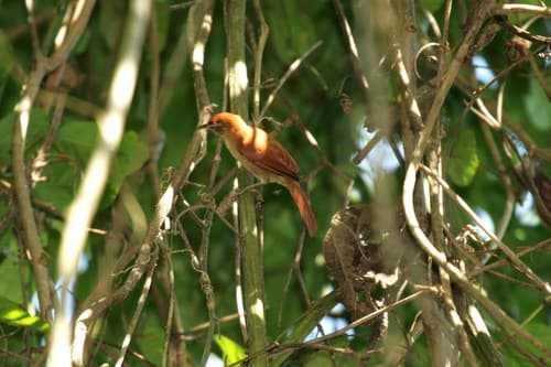 Coiba Spinetail
