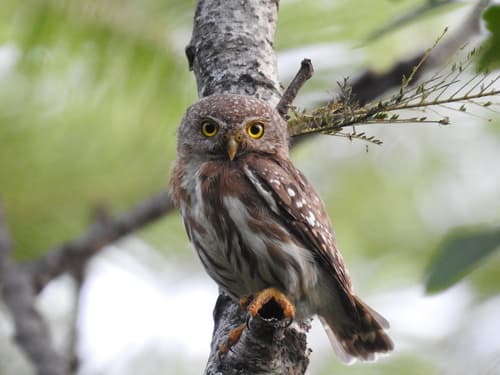 Colima Pygmy-Owl