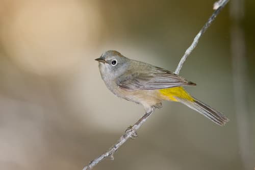 Colima Warbler