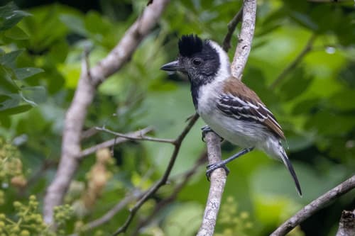 Collared Antshrike