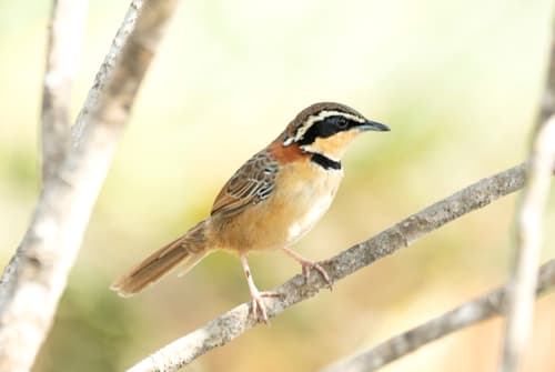 Collared Crescentchest