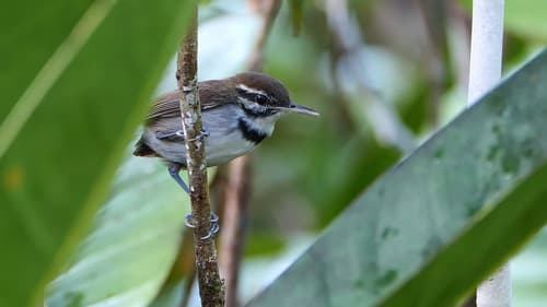 Collared Gnatwren