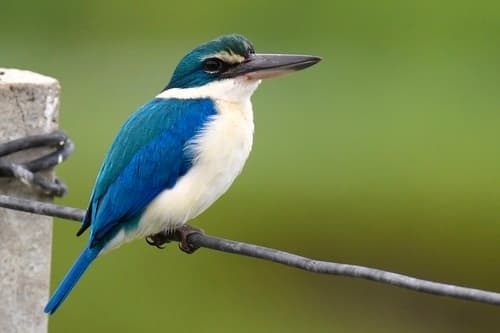 Collared Kingfisher