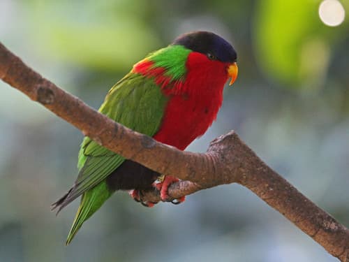 Collared Lory