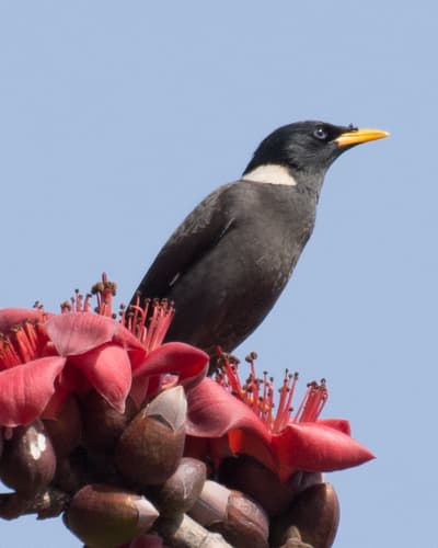 Collared Myna