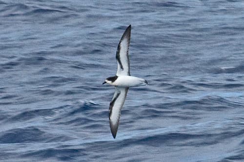 Collared Petrel