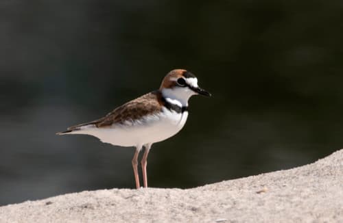 Collared Plover