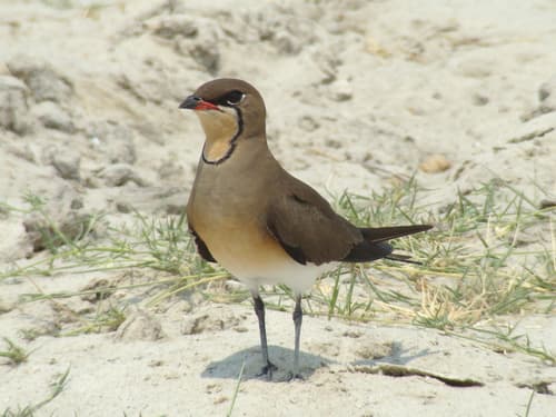 Collared Pratincole