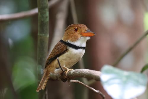 Collared Puffbird