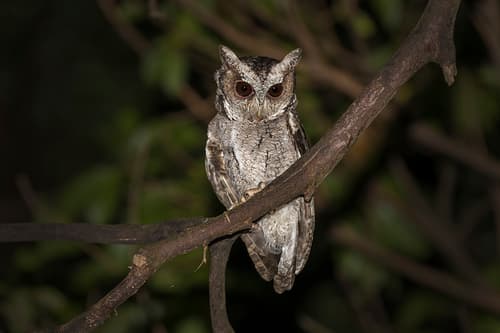 Collared Scops-Owl