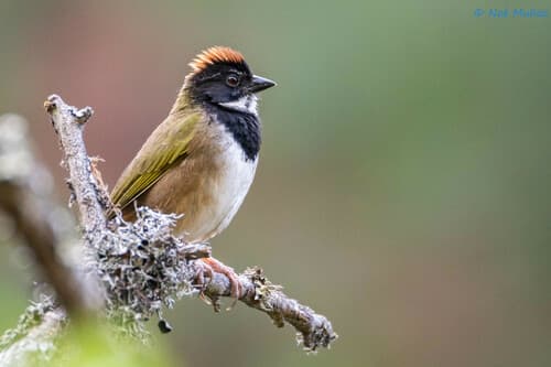 Collared Towhee