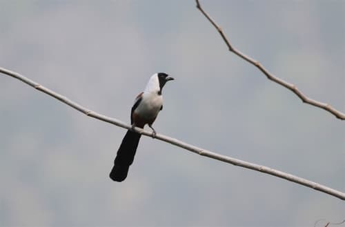 Collared Treepie