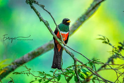Collared Trogon