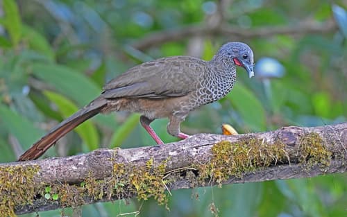 Colombian Chachalaca