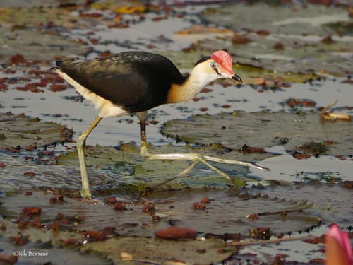 Comb-crested Jacana