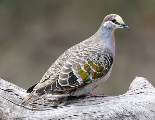 Common Bronzewing