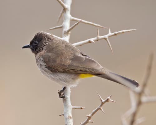 Common Bulbul