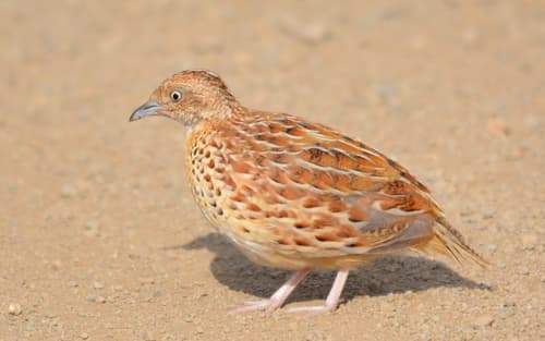 Common Buttonquail