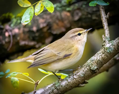 Common Chiffchaff