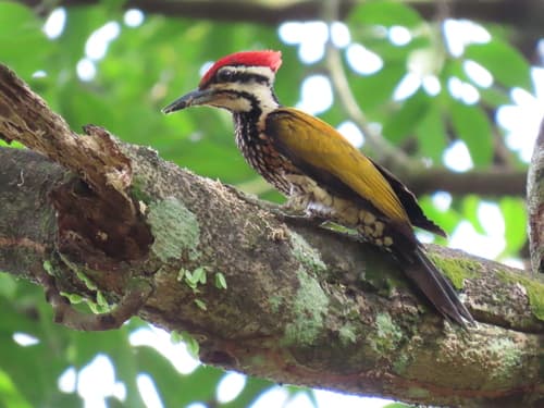 Common Flameback