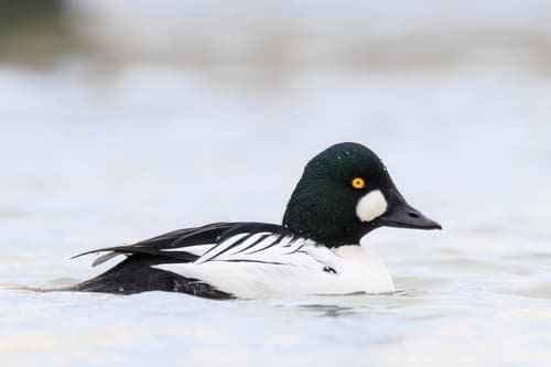 Common Goldeneye