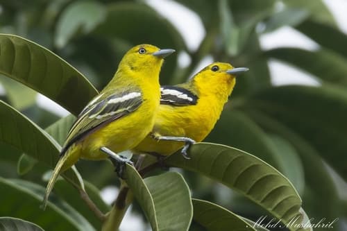 Common Iora