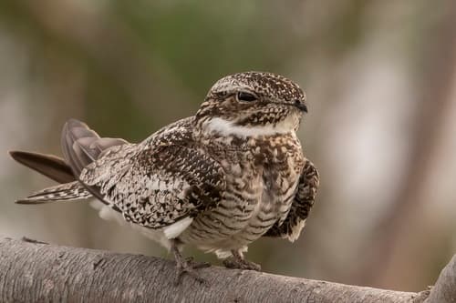 Common Nighthawk