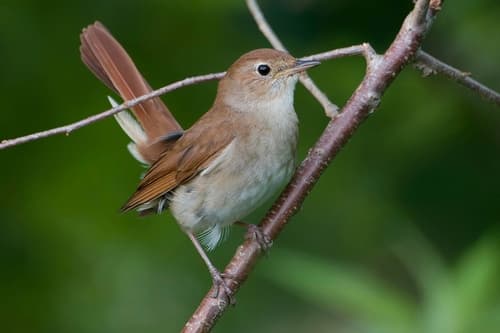 Common Nightingale