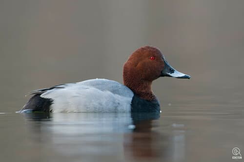 Common Pochard