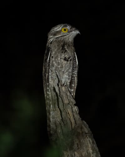 Common Potoo