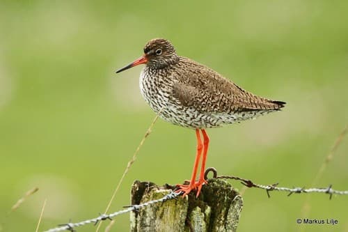 Common Redshank