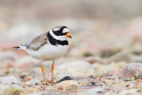 Common Ringed Plover
